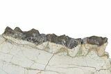 Fossil Titanothere (Megacerops) Jaw - South Dakota #249236-2